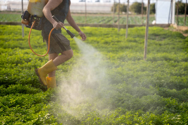 Best Pest Control for Homes  in Rayville, LA